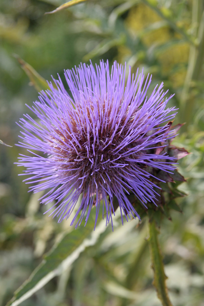 cardoon